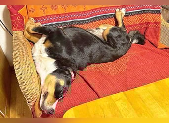 Bubi sucht seine zweite Chance – treuer Appenzeller-Mix möchte wieder ankommen