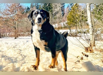 Bubi sucht seine zweite Chance – treuer Appenzeller-Mix möchte wieder ankommen