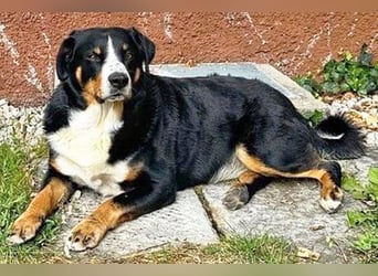 Bubi sucht seine zweite Chance – treuer Appenzeller-Mix möchte wieder ankommen