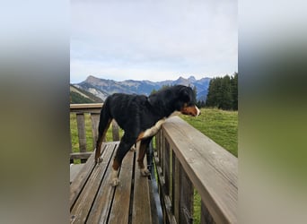 Deckrüde – Appenzeller Sennenhund