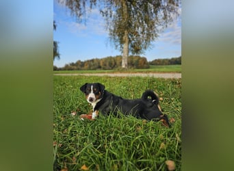 Deckrüde – Appenzeller Sennenhund