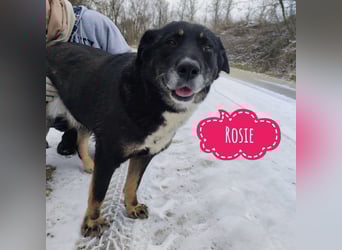 Rosie ein Engel auf Erden