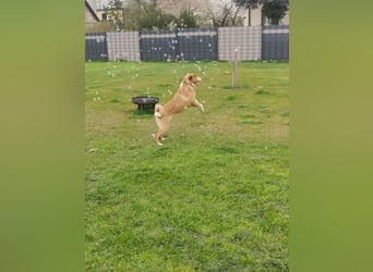 Appenzeller Sennenhund