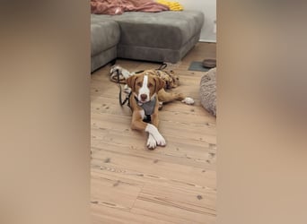 Appenzeller Sennenhund