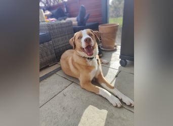 Appenzeller Sennenhund