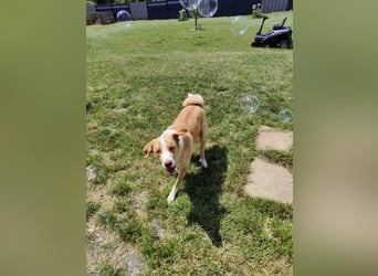 Appenzeller Sennenhund