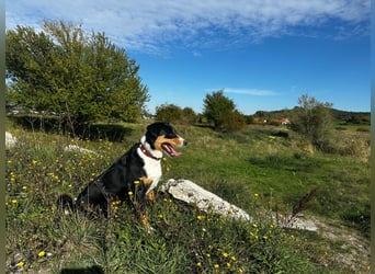Appenzeller Sennenhündin aus Süddeutschland, 4 Jahre alt sucht Dich
