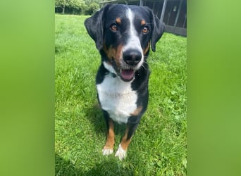 Luc, Appenzeller Sennenhund, geb. 2019, sucht hundeerfahrene Menschen