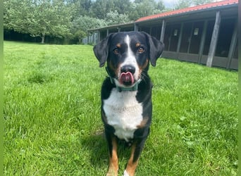 Luc, Appenzeller Sennenhund, geb. 2019, sucht hundeerfahrene Menschen