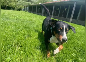 Luc, Appenzeller Sennenhund, geb. 2019, sucht hundeerfahrene Menschen