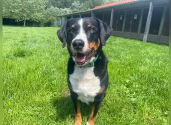 Luc, Appenzeller Sennenhund, geb. 2019, sucht hundeerfahrene Menschen