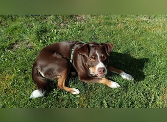 Sportliche & reisefreudige Appenzeller Sennen Hündin Luna (4 J.) sucht neues Zuhause