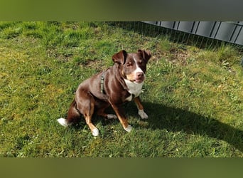  Appenzeller Sennenhund Luna (geb. 06.09.2021, 50 cm, 16 kg) sucht ein neues Zuhause!