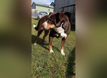 Sportliche & reisefreudige Appenzeller Sennen Hündin Luna (4 J.) sucht neues Zuhause