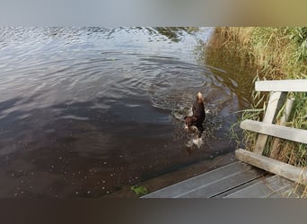 Sportliche & reisefreudige Appenzeller Sennen Hündin Luna (4 J.) sucht neues Zuhause