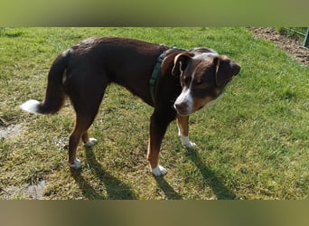 Sportliche & reisefreudige Appenzeller Sennen Hündin Luna (4 J.) sucht neues Zuhause