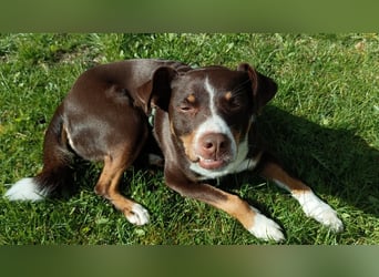 Sportliche & reisefreudige Appenzeller Sennen Hündin Luna (4 J.) sucht neues Zuhause