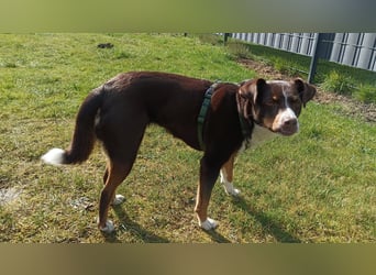 Sportliche & reisefreudige Appenzeller Sennen Hündin Luna (4 J.) sucht neues Zuhause