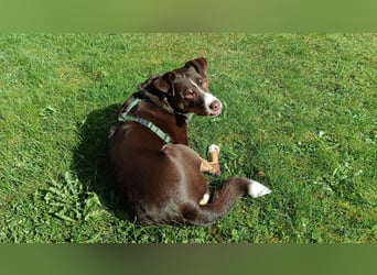  Appenzeller Sennenhund Luna (geb. 06.09.2021, 50 cm, 16 kg) sucht ein neues Zuhause!