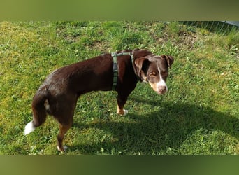 Sportliche & reisefreudige Appenzeller Sennen Hündin Luna (4 J.) sucht neues Zuhause