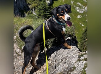 Fröhlicher Appenzeller Sennenhund Rocco wartet in 74214 Schöntal auf seine hundeerfahrenen Menschen.