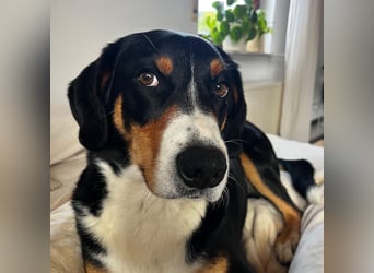 Fröhlicher Appenzeller Sennenhund Rocco wartet in 74214 Schöntal auf seine hundeerfahrenen Menschen.