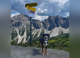 Fröhlicher Appenzeller Sennenhund Rocco wartet in 74214 Schöntal auf seine hundeerfahrenen Menschen.