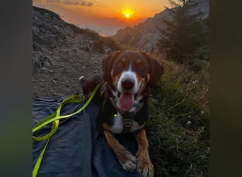 Fröhlicher Appenzeller Sennenhund Rocco wartet in 74214 Schöntal auf seine hundeerfahrenen Menschen.