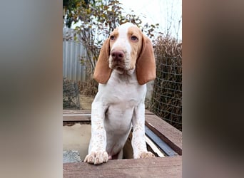 Braque de l'Ariége (Ariége-Vorstehhund) Rüde, Jérome