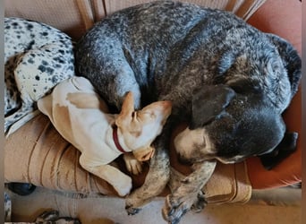 Braque de l'Ariége (Ariége Vorstehhund) Hündin