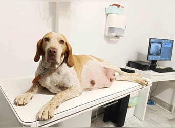 Braque de l'Ariége (Ariége Vorstehhund) Hündin