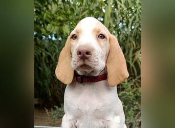 Braque de l'Ariége (Ariége Vorstehhund) Hündin