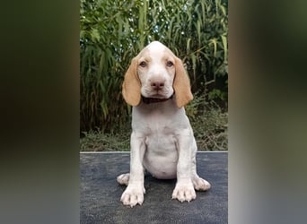 Braque de l'Ariége (Ariége Vorstehhund) Hündin