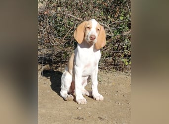 Braque de l'Ariége (Ariége Vorstehhund) Hündin