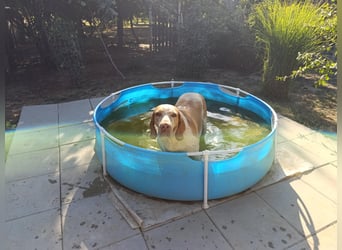 Braque de l'Ariége (Ariége-Vorstehhund) Rüde, Jérome