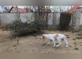 Braque de l'Ariége (Ariége-Vorstehhund) Rüde, Jérome