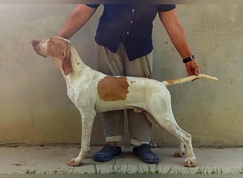 Braque de l'Ariége (Ariége-Vorstehhund) Rüde, Jérome