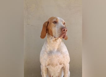 Braque de l'Ariége (Ariége-Vorstehhund) Rüde, Jérome