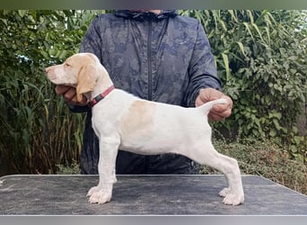 Braque de l'Ariége (Ariége Vorstehhund) Hündin