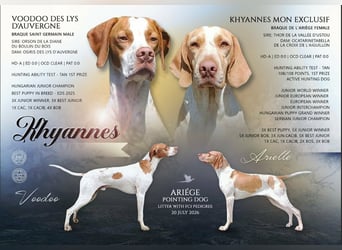 Braque de l'Ariége (Ariége Vorstehhund) Welpe