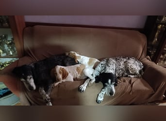 Braque de l'Ariége (Ariége Vorstehhund) Hündin