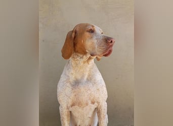 Braque de l'Ariége (Ariége-Vorstehhund) Rüde, Jérome