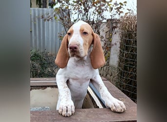 Braque de l'Ariége (Ariége-Vorstehhund) Rüde, Jérome