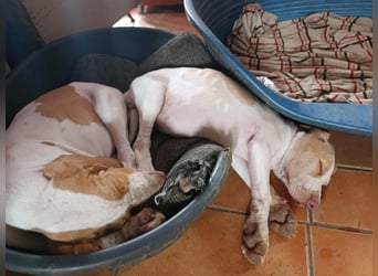 Braque de l'Ariége (Ariége Vorstehhund) Hündin