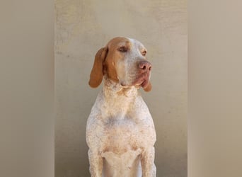 Braque de l'Ariége (Ariége Vorstehhund) Hündin