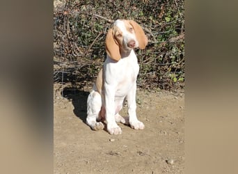 Braque de l'Ariége (Ariége Vorstehhund) Hündin