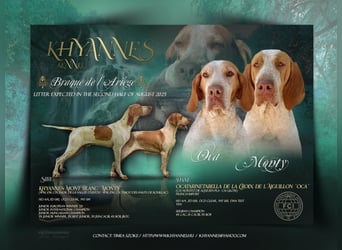 Braque de l'Ariége (Ariége-Vorstehhund) Rüde, Jérome