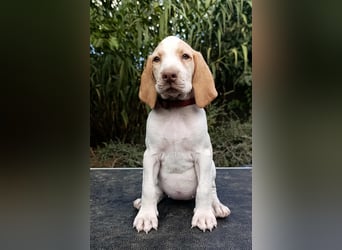 Braque de l'Ariége (Ariége Vorstehhund) Hündin