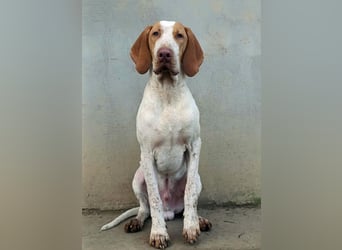 Braque de l'Ariége (Ariége-Vorstehhund) Rüde, Jérome