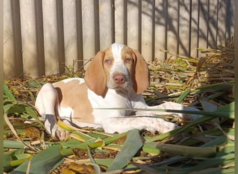 Braque de l'Ariége (Ariége-Vorstehhund) Rüde, Jérome